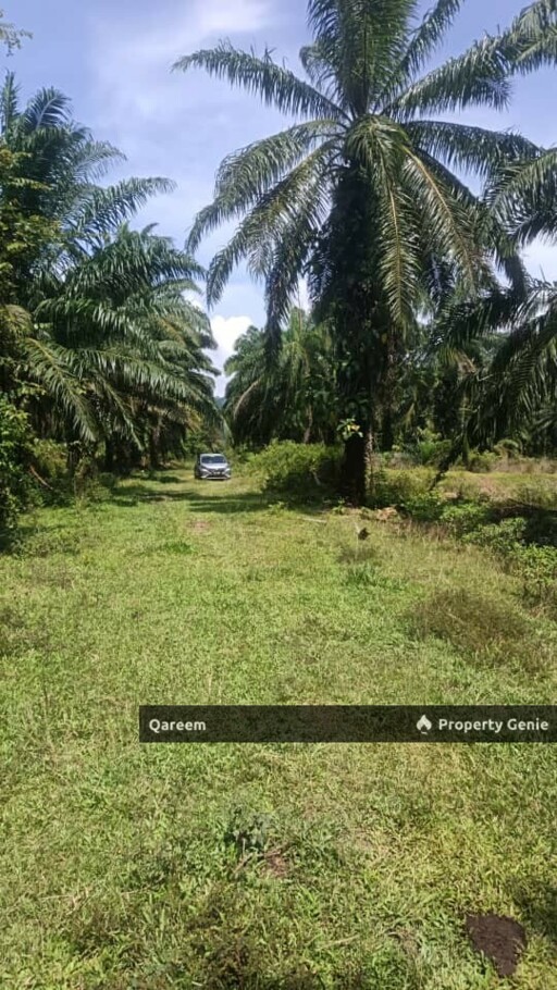 [FREEHOLD] 2.68 Ekar Ladang Sawit Kelanang Banting