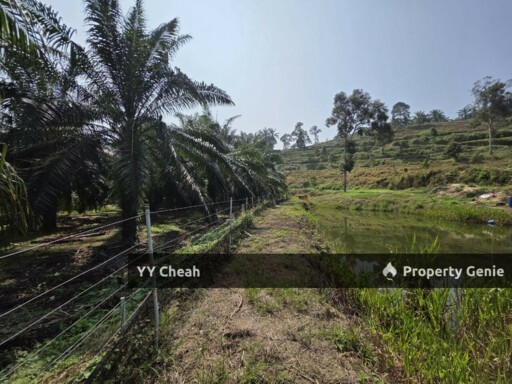 Sg Siput Perak 10 Acres Agri Land For Sale Durian & Orchard 10 Acres Freehold