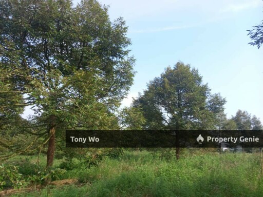 DURIAN FARM AT  PARIT YANI BATU PAHAT FOR SALE .