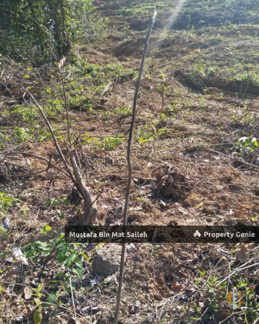 Tanah Kebun Getah Klon PB 350 Lubok Datu Pokok Sena Kedah