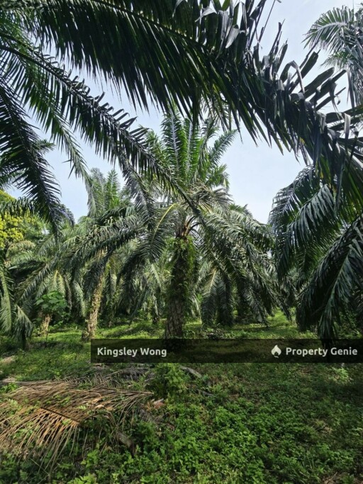 Kampung Ribu Kuala Kangsar 4.3 Acre Oil Palm Agriculture Land