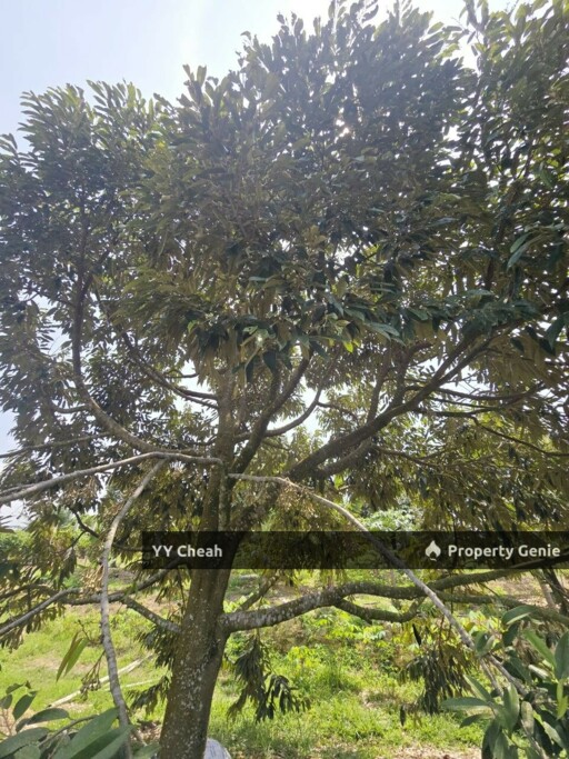 Kuala Kangsar Perak 7.7 Acres Freehold Agri Land For Sale, Well-maintained Orchard