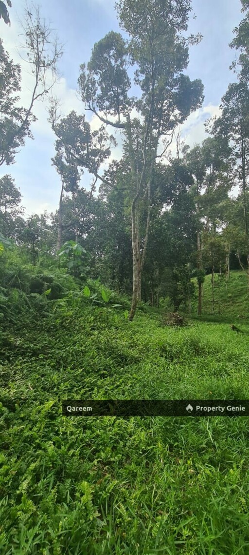 Dusun Durian Kampung Hulu Tamu Batang Kali