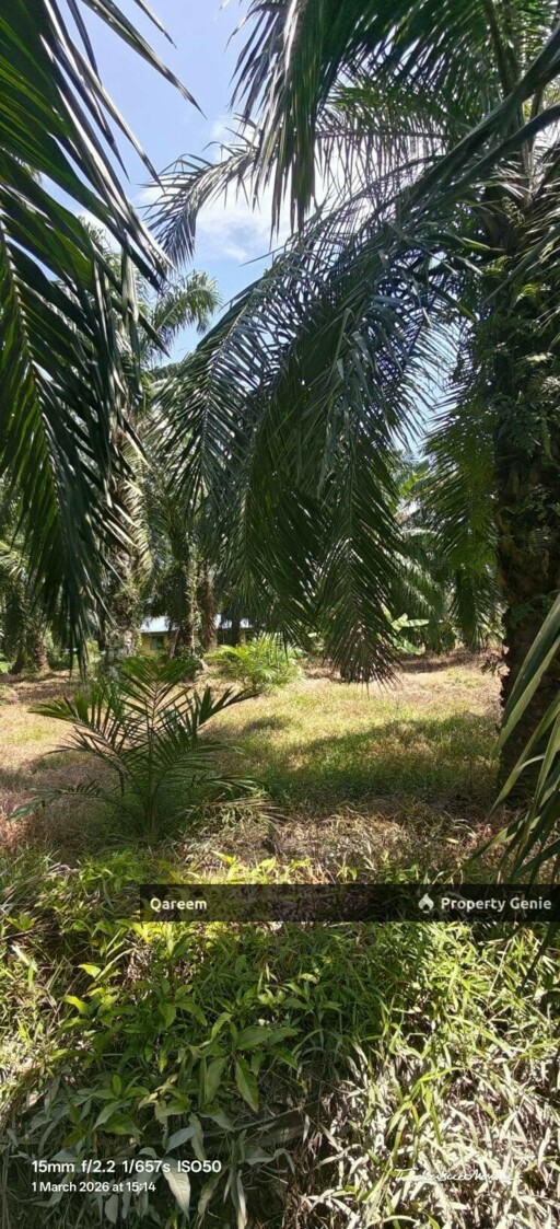 1 Ekar Tanah Kampung Sungai Burong Sekinchan Kuala Selangor