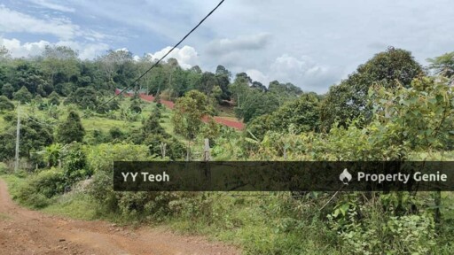 Agriculture Land Durian Tree @ Machap Alor Gajah