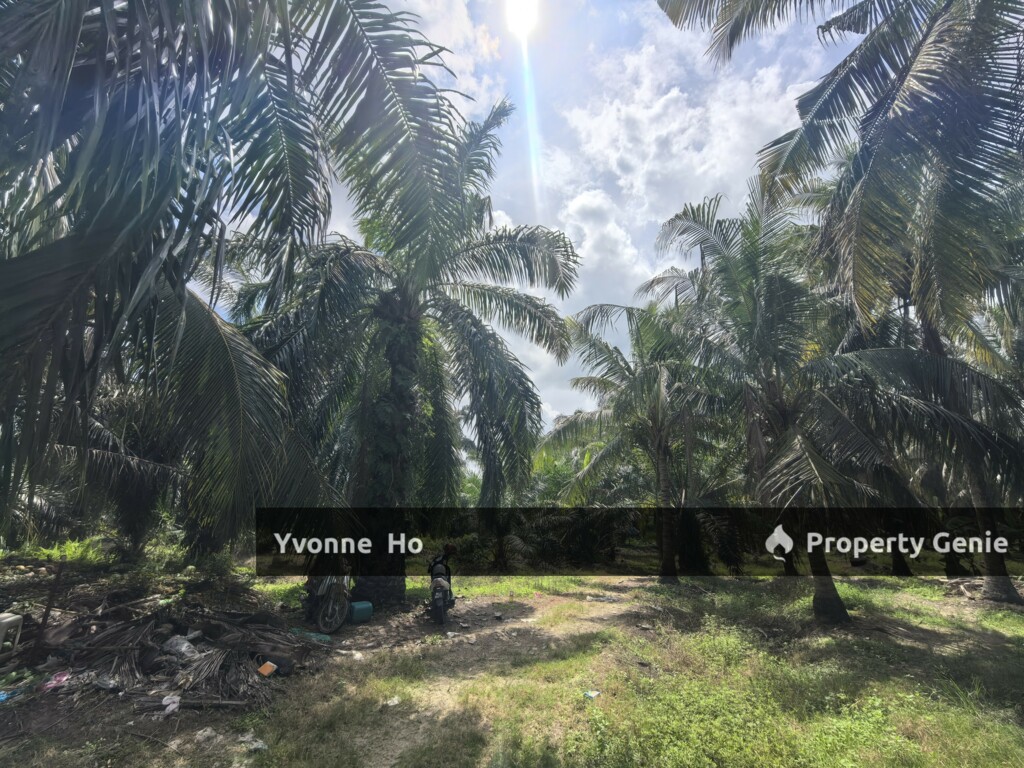 Freehold Agricultural Land Sabak Bernam Kampung Batu 38