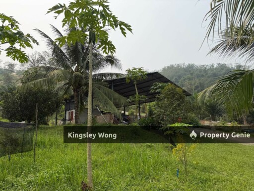 Jalong Tinggi Sg Siput Easy Entry with Asphalt Road 4 Acres Durian Orchard Farm