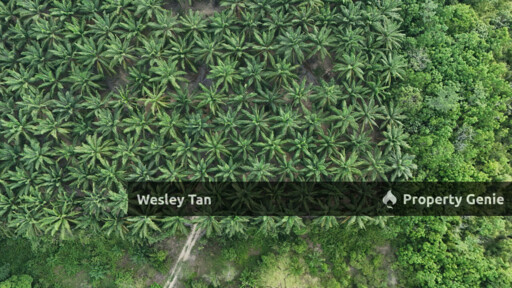 Below Value Durian Tunggal Oil Palm Land 4.1acres ROI 6% 200+- Trees
