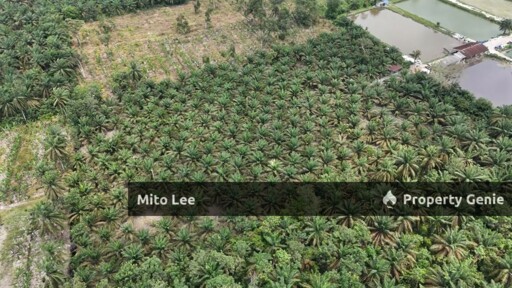 Pontian Freehold Oil Palm Agriculture Land For Sale!!