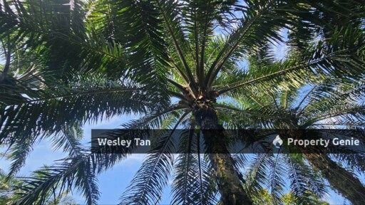 Jasin Jln Tehel Freehold Mainroad 9.9acres Matured Palm Oil Agri Land