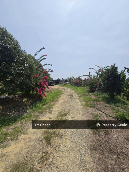 Kuala Kangsar Perak 7.7 Acres Freehold Agri Land For Sale, Well-maintained Orchard