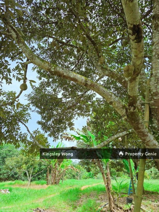 Liman Kati, Kuala Kangsar, Perak Freehold 5.9acres Agriculture land