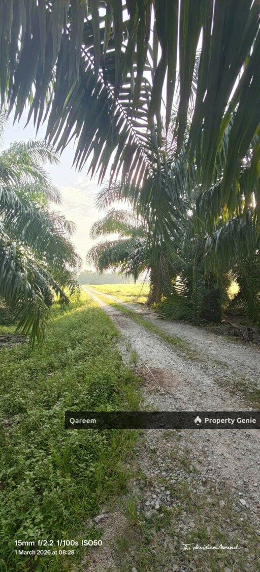 1 Ekar Ladang Sawit Kampung Api Api Bukit Rotan Kuala Selangor