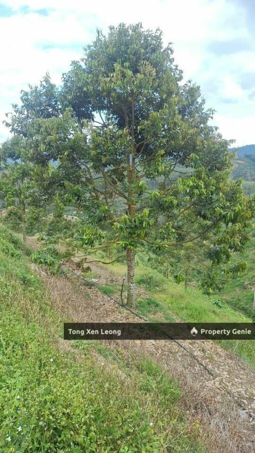 Durian Land in Jelebu Negeri Sembilan For Sale