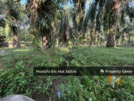 [Kebun Sawit] Sungai Tengas, Kulim, Kedah