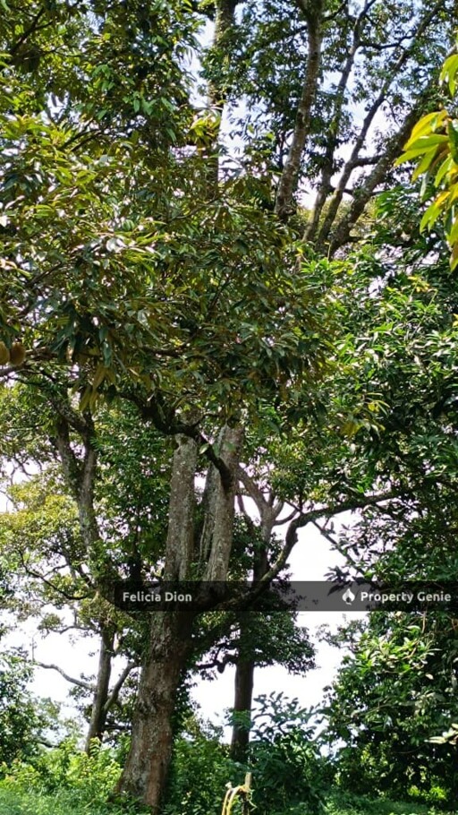 FREEHOLD AYER MOLEK AGRICULTURE LAND FOR SALE 🔥TOTAL 2++ ACRES