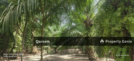 1.5 Ekar Sungai Burong Sekinchan Sabak Bernam
