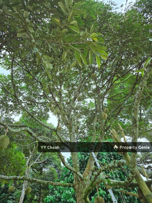 Liman Kati Durian Orchard Land For Sale Freehold 5.9acres RM1.2m only