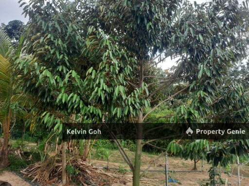 10 Acres Agriculture Land Freehold Temiang Seremban