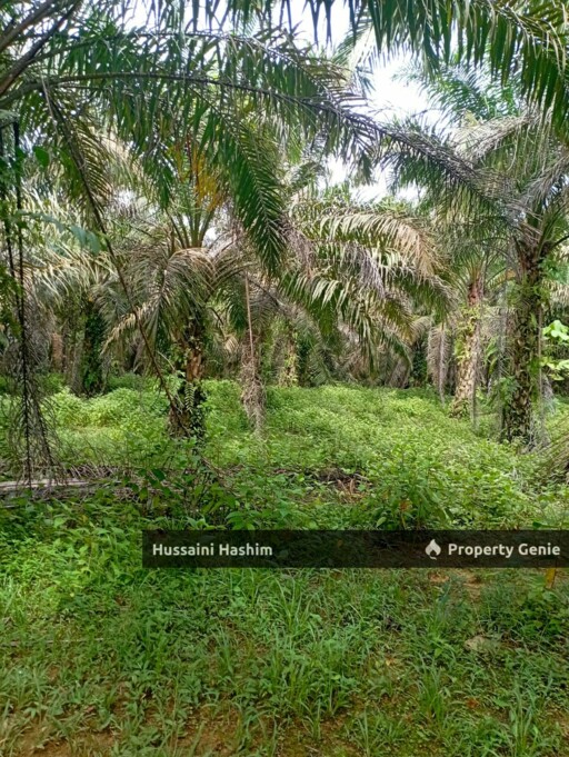 TANAH PERTANIAN DAN RUMAH REZAB MELAYU @ BUKIT RAMUN, KOTA TINGGI, JOHOR UNTUK DIJUAL