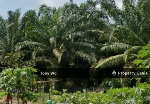 Palm Oil Farm ( Residential Zoning )