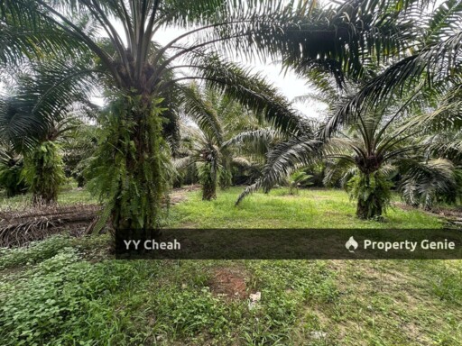 Jeram Agri Land, Perak - Freehold - Palm oil + bired nest, normal car can go