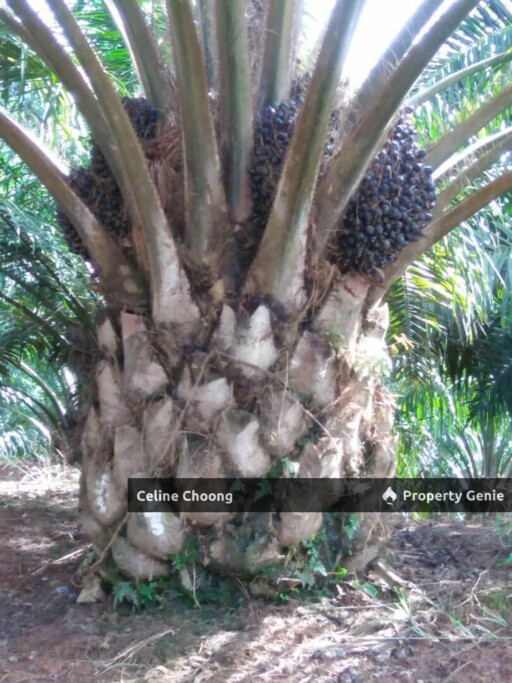 Mukim Mercang, Terengganu P004