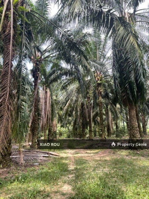 For Sales Sungai Baru @ Masjih Tanah Oil Palm Tree Land