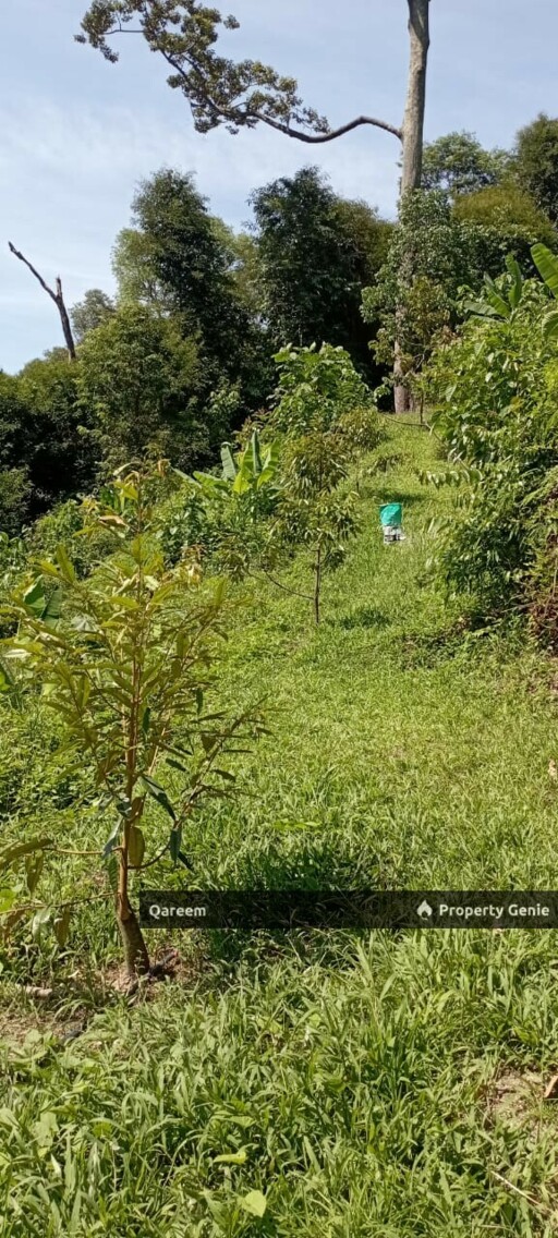 2 Ekar Dusun Durian Musang King bukit permata Gombak