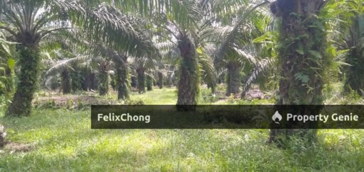 Pontian Agriculture Land,Kukup Resort,Johor Bahru