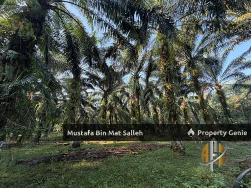 [Kebun Sawit] Sungai Tengas, Kulim, Kedah
