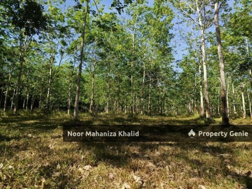 Tanah Kebun Getah, Kampung April Mukim Gajah Mati, Pokok Sena Kedah