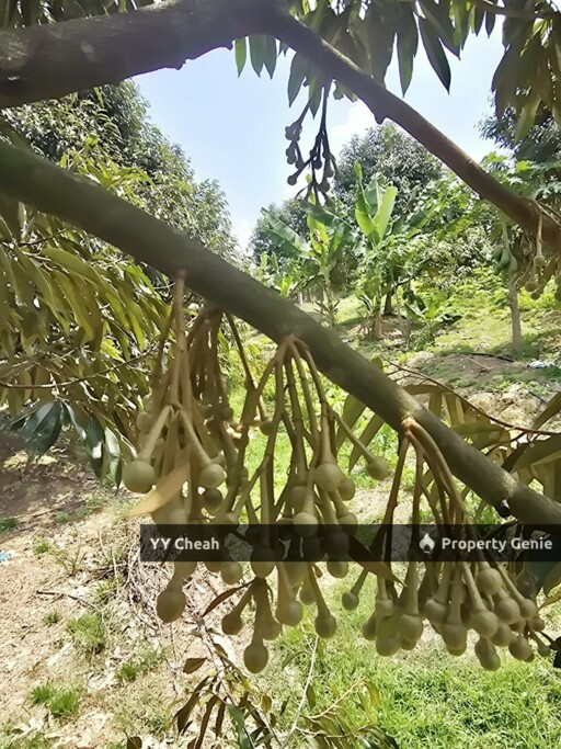 Kuala Kangsar Perak 7.7 Acres Freehold Agri Land For Sale, Well-maintained Orchard