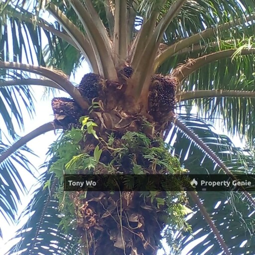 Agriculture land with  Palm Oil Farm