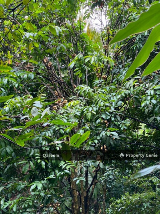 2 Ekar Dusun Durian Musang King bukit permata Gombak