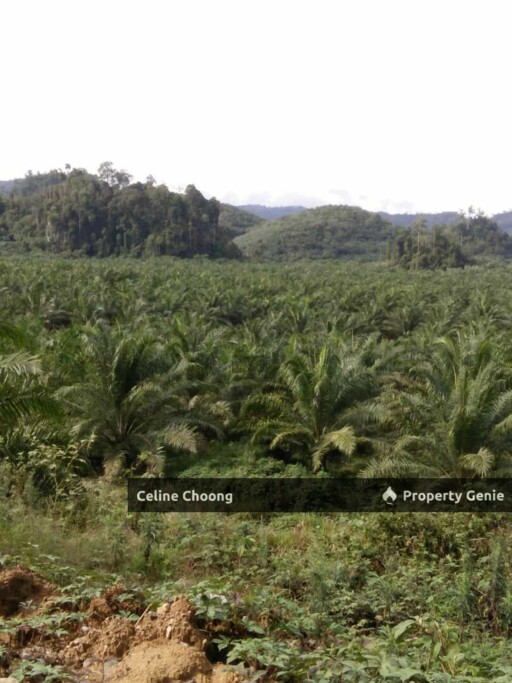 Sungai siput perak P003