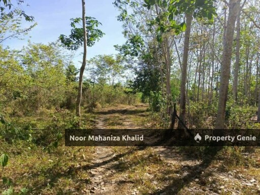 Tanah Kebun Getah, Kampung April Mukim Gajah Mati, Pokok Sena Kedah