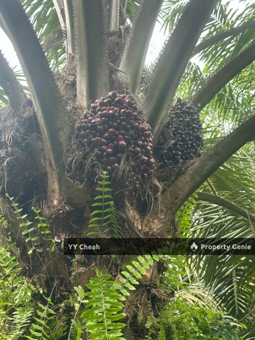 Jeram Agri Land, Perak - Freehold - Palm oil + bired nest, normal car can go