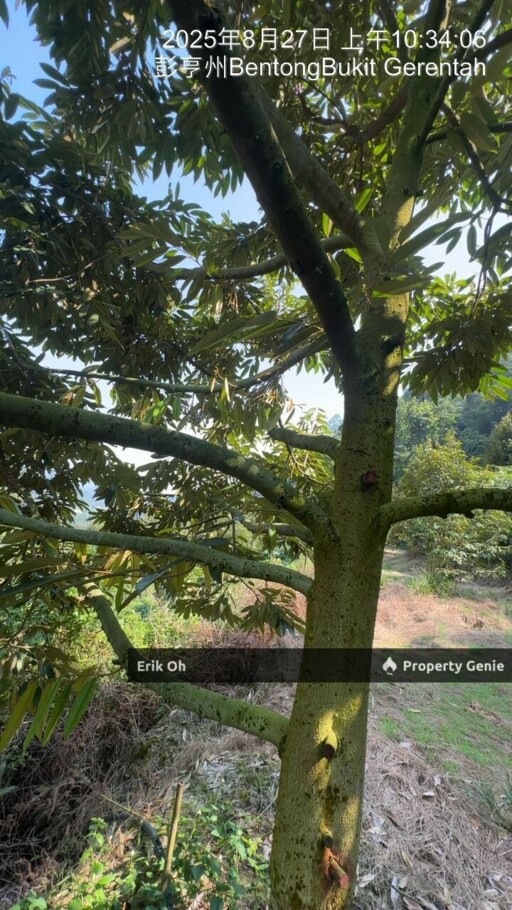 Gur Puri Bentong Pahang Durian Farm for Sale