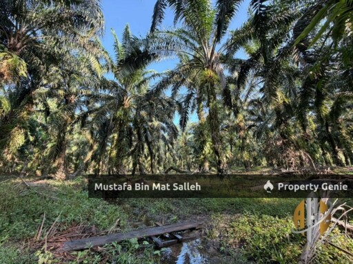 [Kebun Sawit] Sungai Tengas, Kulim, Kedah