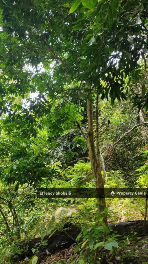 SERI MENANTI KUALA PILAH TANAH PERTANIAN