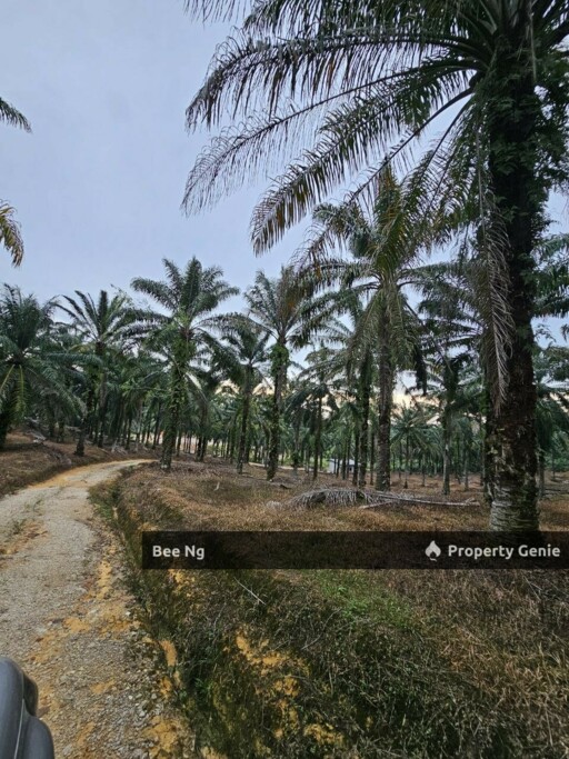 Ulu Choh / Agricultural Land