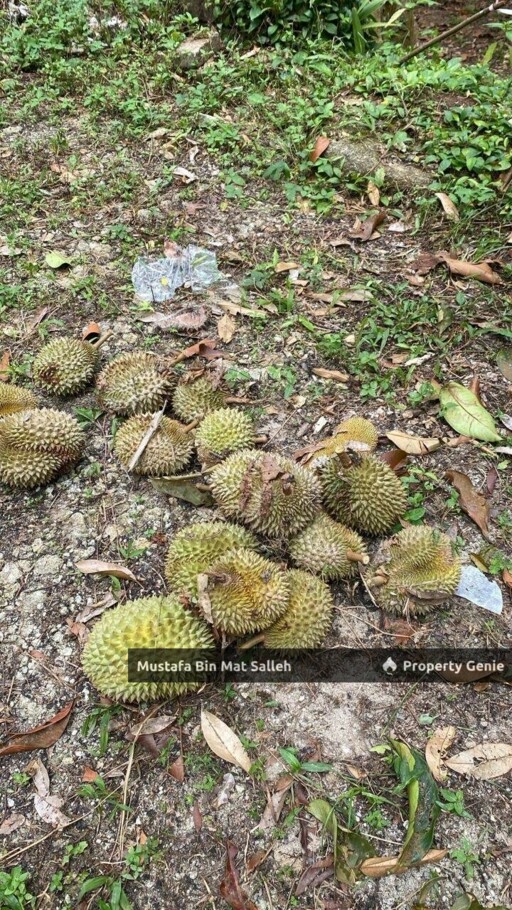 [Dusun Durian] Mukim Relau, Ulu Jejajwi, Bandar Baharu, Kedah