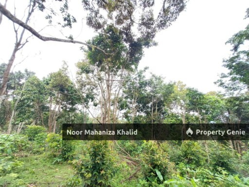 Tanah Pertanian Kampung Ibol Seberang @ Solok Lanjut Manis, Terachi Kuala Pilah
