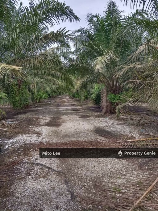 Pontian Freehold Oil Palm Agriculture Land For Sale!!