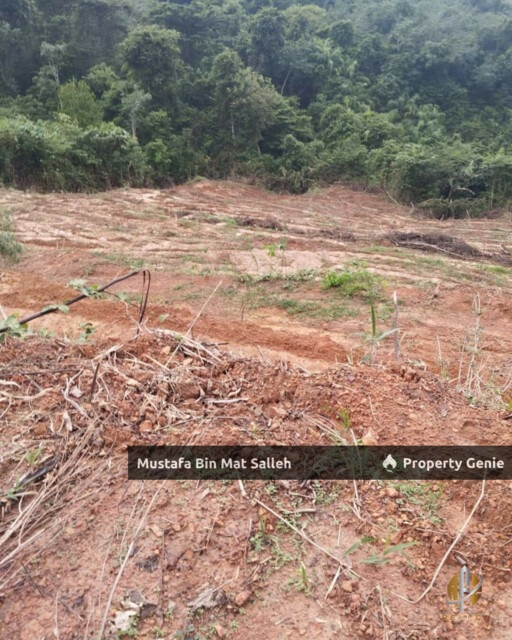 Tanah Kebun Getah Klon PB 350 Lubok Datu Pokok Sena Kedah