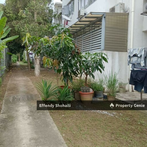 HALAMANDA TERES GOMBAK