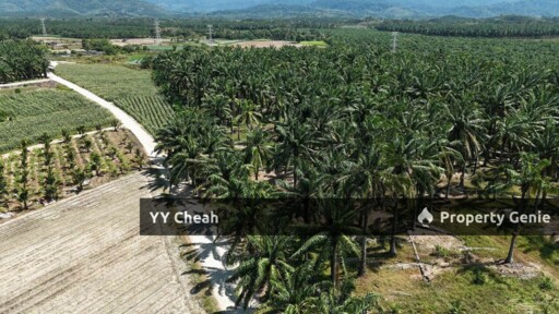 Kanthan Chemor, Ipoh. Agriculture Land 25 Acres