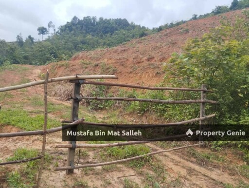 [Kebun Getah] Telok Datu, Pokok Sena