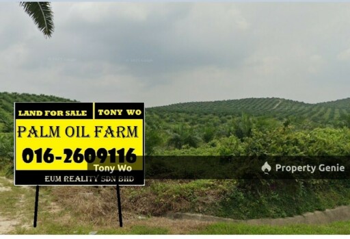 WTS Agriculture land with Palm Oil Farm In Negeri Sembilan.